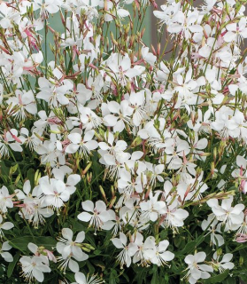 Gaura lindheimeri Gaudi® Medium White